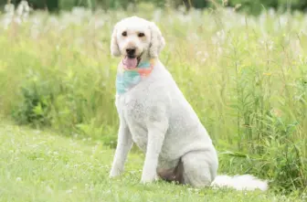 Therapy Dog Thursday