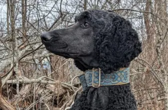 Take a "Paws" with Pip