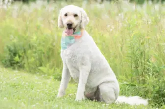Therapy Dog Thursday