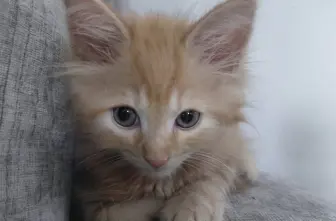 Cat Sanctuary Cleaning