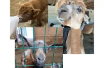 Destress with Animals