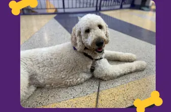 Therapy Dog Thursday