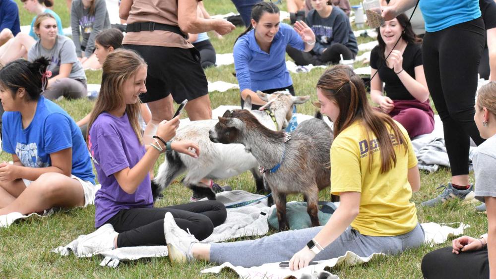 goat yoga on the quad