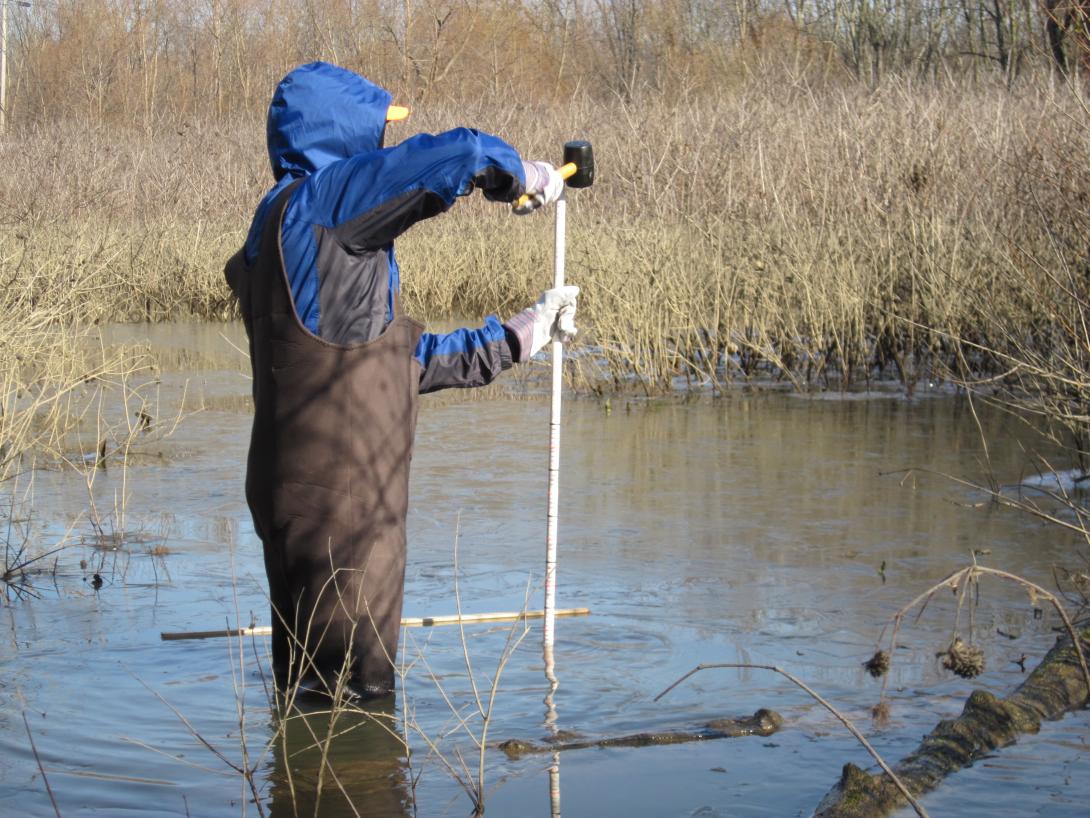 Student installs a measuring pole to monitor water levels at Black Fork Wetlands