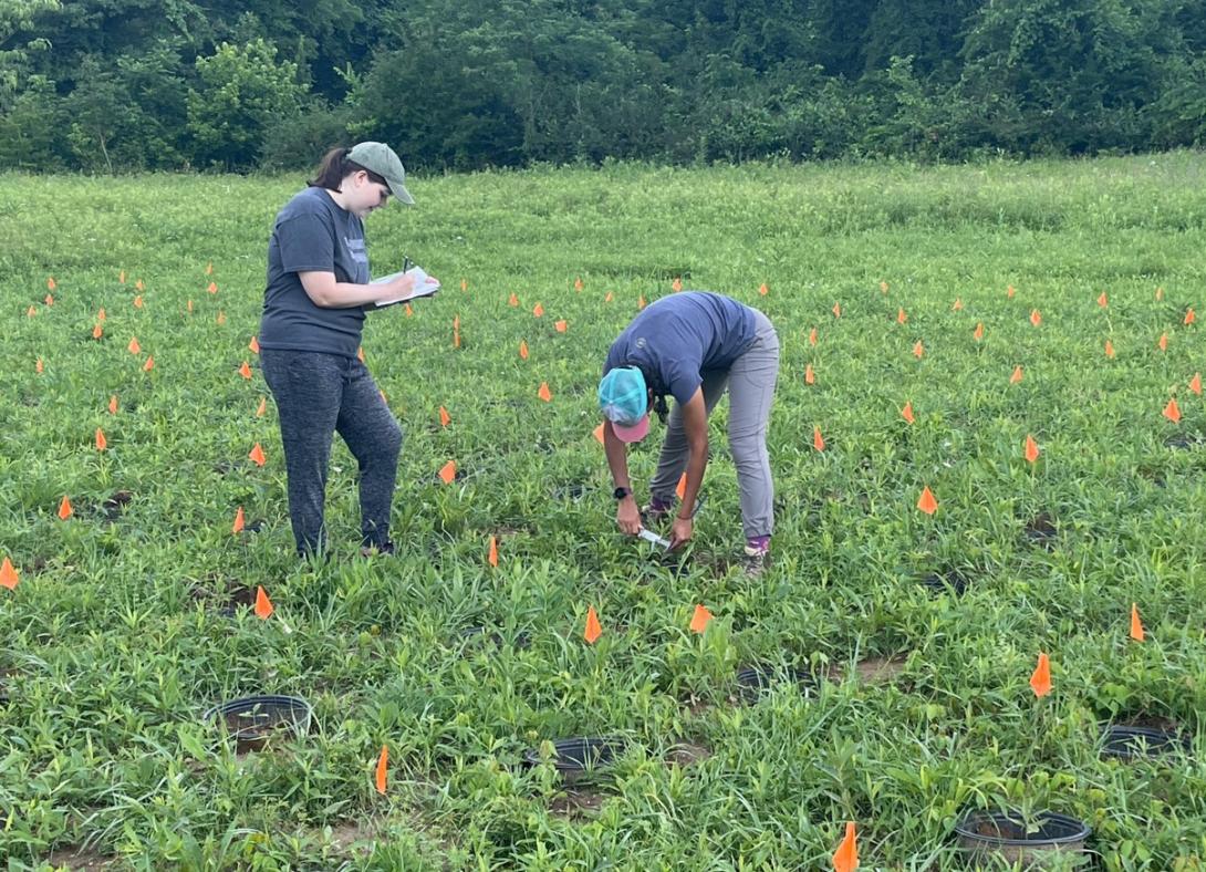 Ashland University graduate Maddy Whipp with a Denison University student in a garden at Denison with milkweed in summer 2021